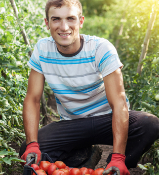 Grossiste  Fruits et Légumes Gironde